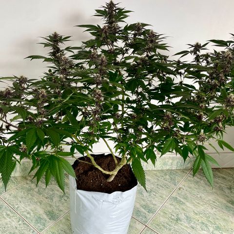 Purple Punch  growlog timeline photo
