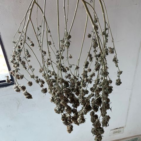 Tropicana Cookies Purple growlog timeline photo