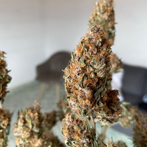 Tropicana Cookies Purple growlog timeline photo