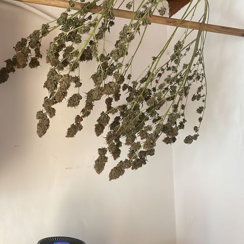 Tropicana Cookies Purple growlog timeline photo