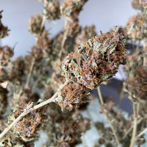Tropicana Cookies Purple growlog timeline photo