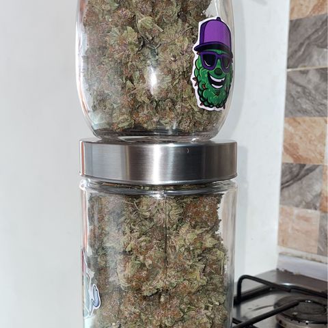 Tropicana Cookies Purple growlog photo: 105 gramos después de secar🍁🚀