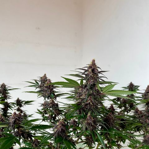 Purple Punch  growlog timeline photo