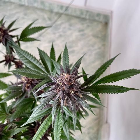Purple Punch  growlog timeline photo