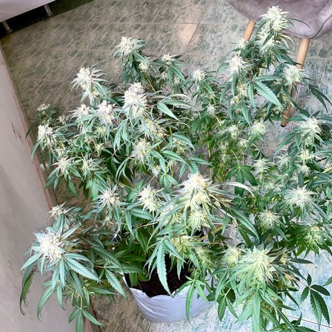 Shining candy  growlog timeline photo