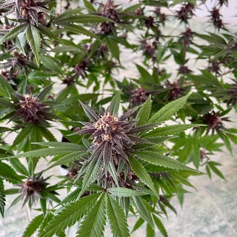 Purple Punch  growlog timeline photo