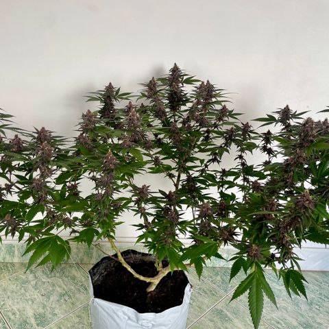 Purple Punch  growlog timeline photo