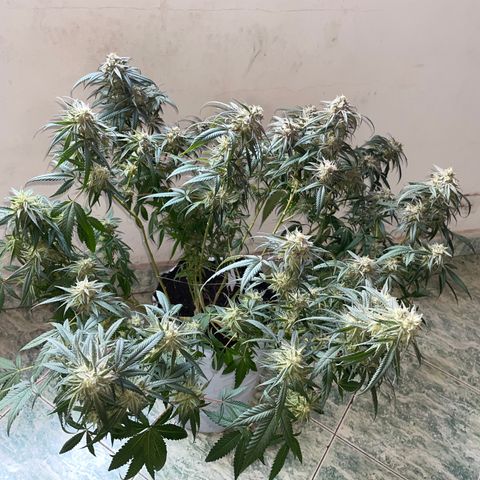 Shining candy  growlog timeline photo