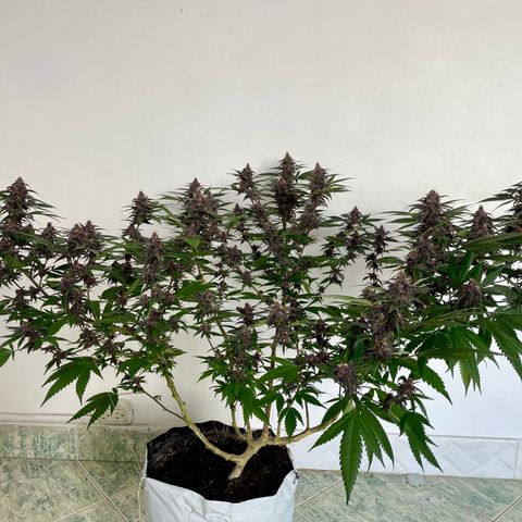 Purple Punch  growlog timeline photo