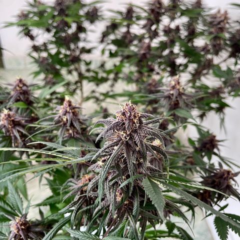 Purple Punch  growlog timeline photo
