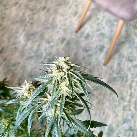 Shining candy  growlog timeline photo