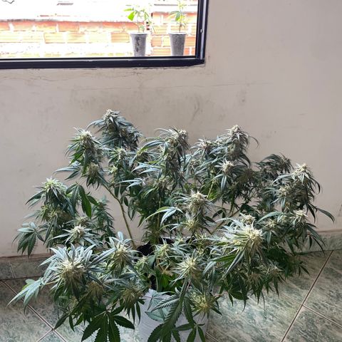 Shining candy  growlog timeline photo