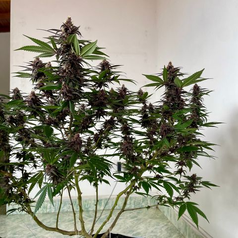 Purple Punch  growlog timeline photo
