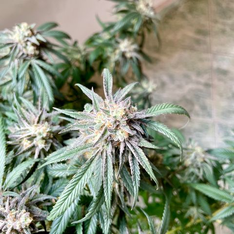 Shining candy  growlog timeline photo