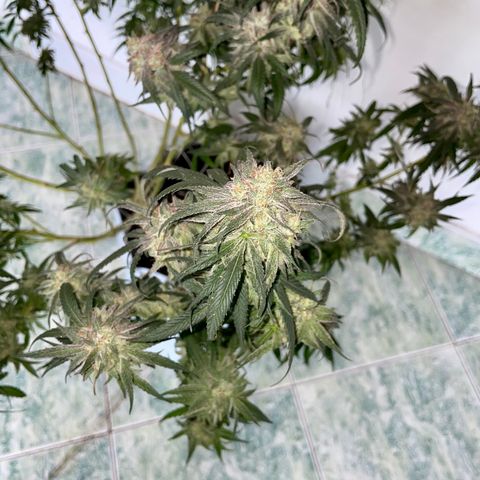 Shining candy  growlog timeline photo