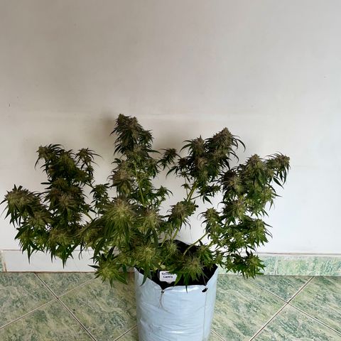 Shining candy  growlog timeline photo
