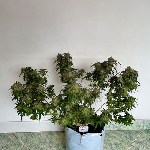Shining candy  growlog timeline photo