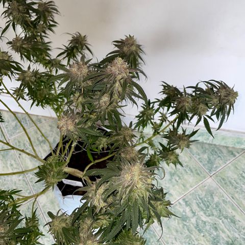 Shining candy  growlog timeline photo
