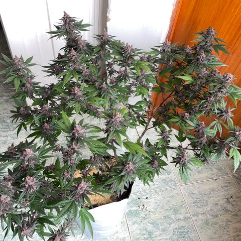 Purple Punch  growlog timeline photo