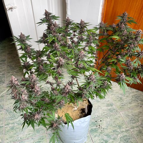 Purple Punch  growlog timeline photo