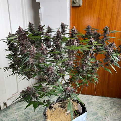 Purple Punch  growlog timeline photo