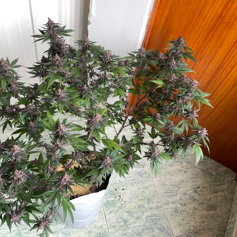 Purple Punch  growlog timeline photo