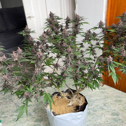 Purple Punch  growlog timeline photo