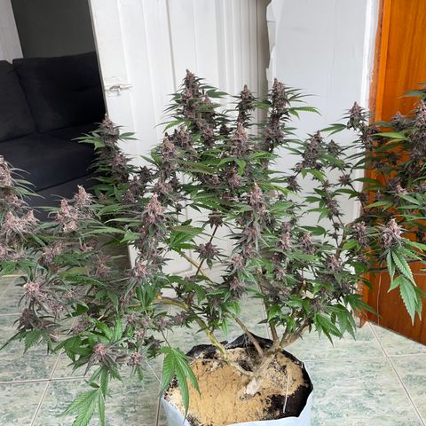 Purple Punch  growlog timeline photo