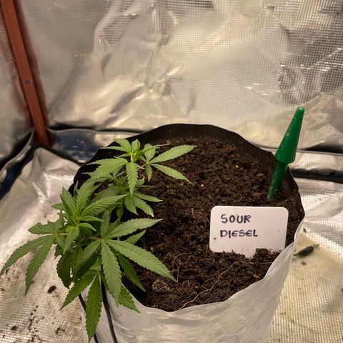 Sour diésel  growlog timeline photo