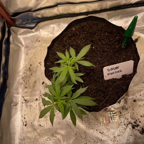 Sour diésel  growlog timeline photo