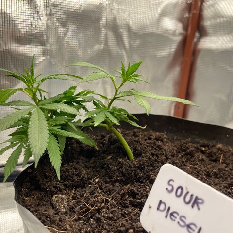 Sour diésel  growlog timeline photo