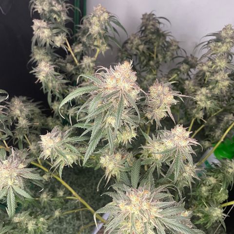 Shining candy  growlog timeline photo