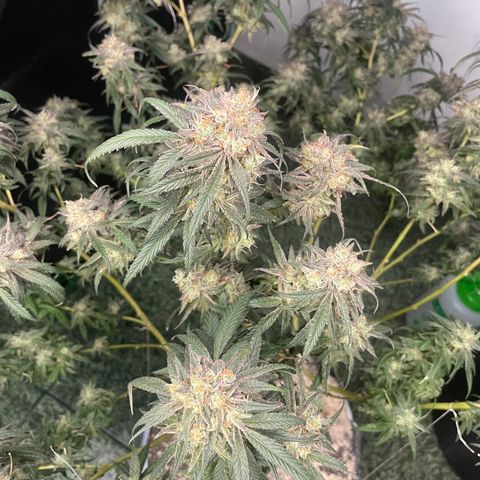Shining candy  growlog timeline photo