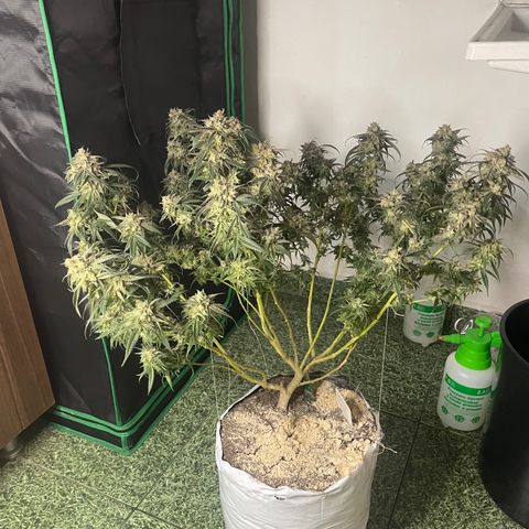 Shining candy  growlog timeline photo