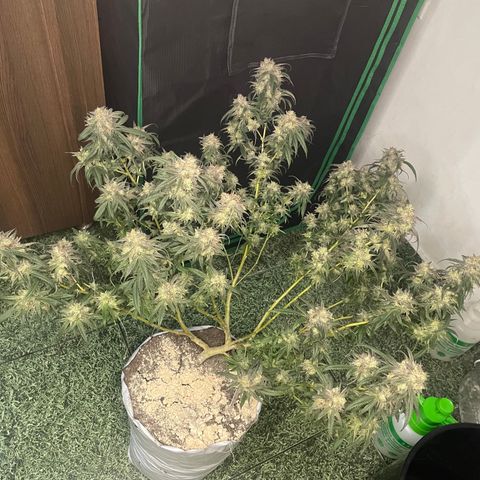 Shining candy  growlog timeline photo