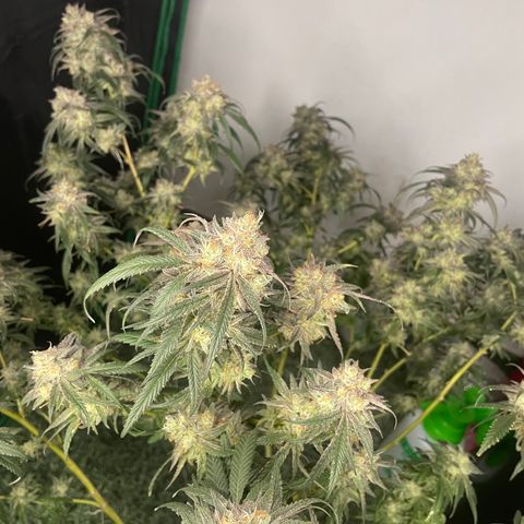 Shining candy  growlog timeline photo