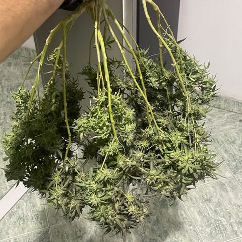 Shining candy  growlog timeline photo
