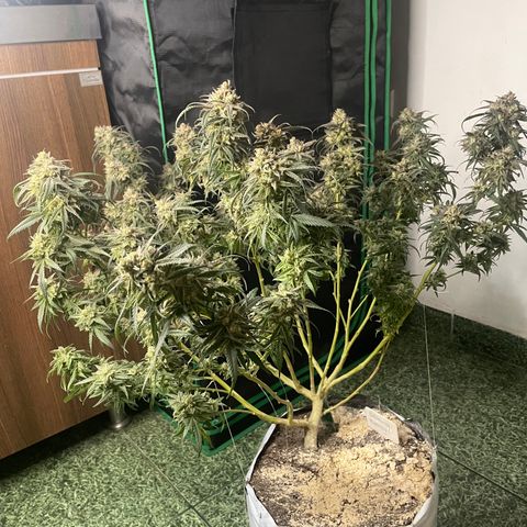 Shining candy  growlog timeline photo
