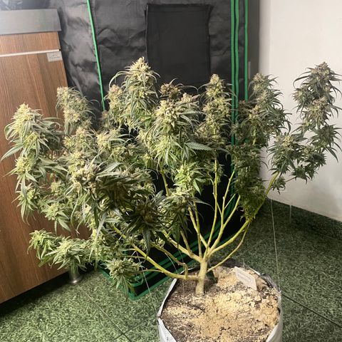 Shining candy  growlog timeline photo