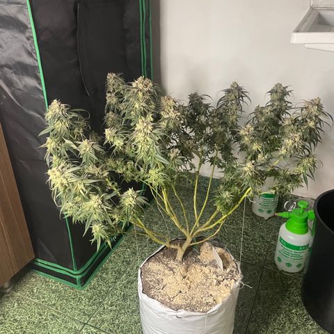 Shining candy  growlog timeline photo