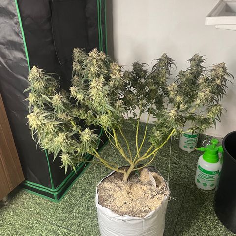 Shining candy  growlog timeline photo