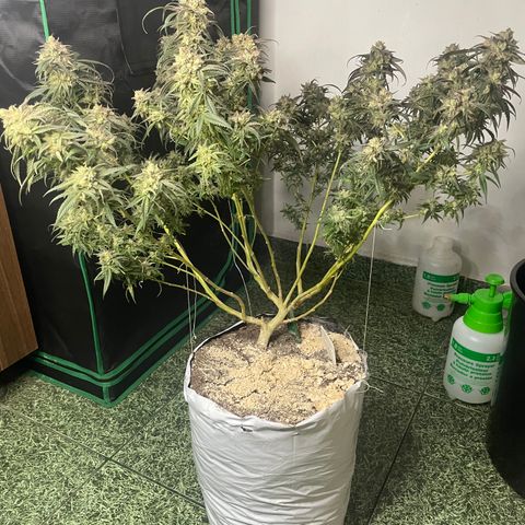 Shining candy  growlog timeline photo