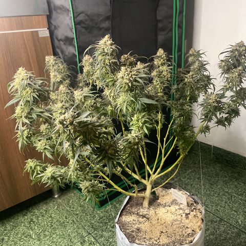 Shining candy  growlog timeline photo