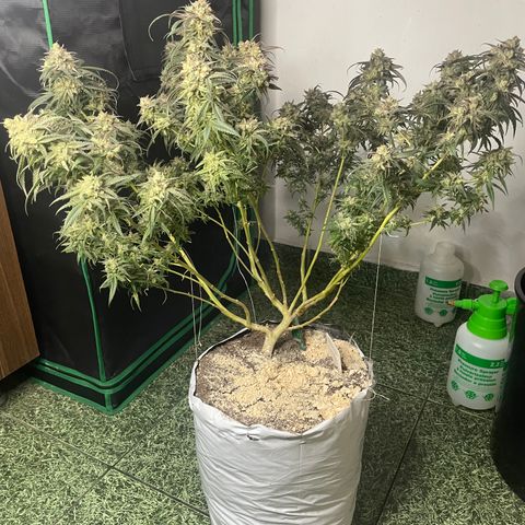 Shining candy  growlog timeline photo