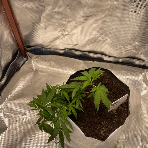 Sour diésel  growlog timeline photo