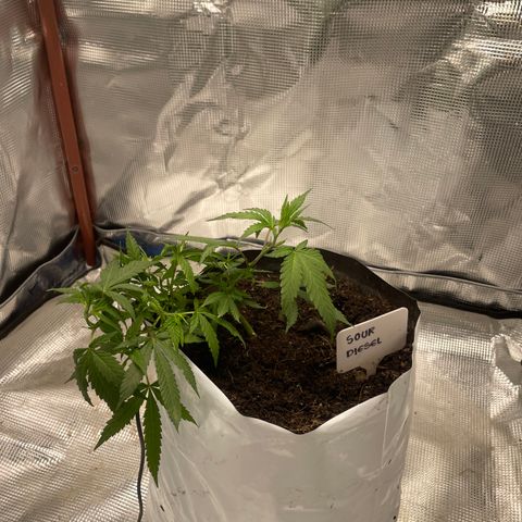 Sour diésel  growlog timeline photo