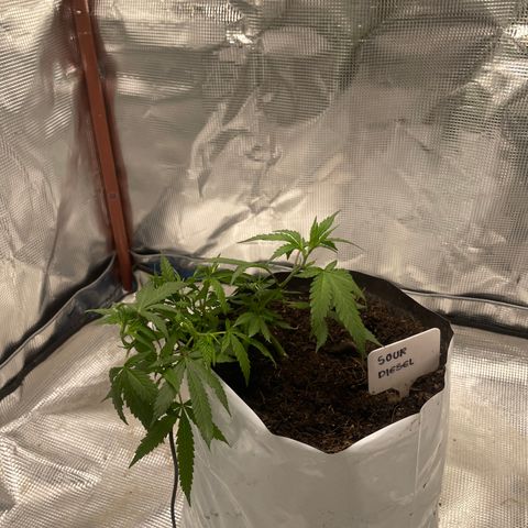 Sour diésel  growlog timeline photo