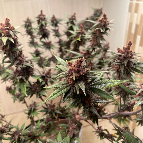Purple Punch  growlog timeline photo