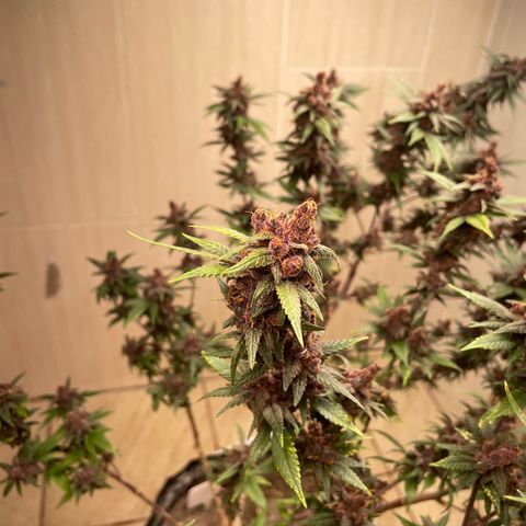 Purple Punch  growlog timeline photo