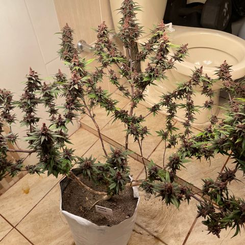 Purple Punch  growlog timeline photo